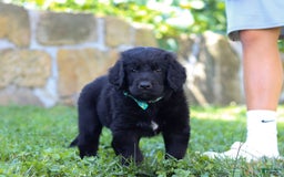 Newfoundland dogs for sale: Leo - Image 4