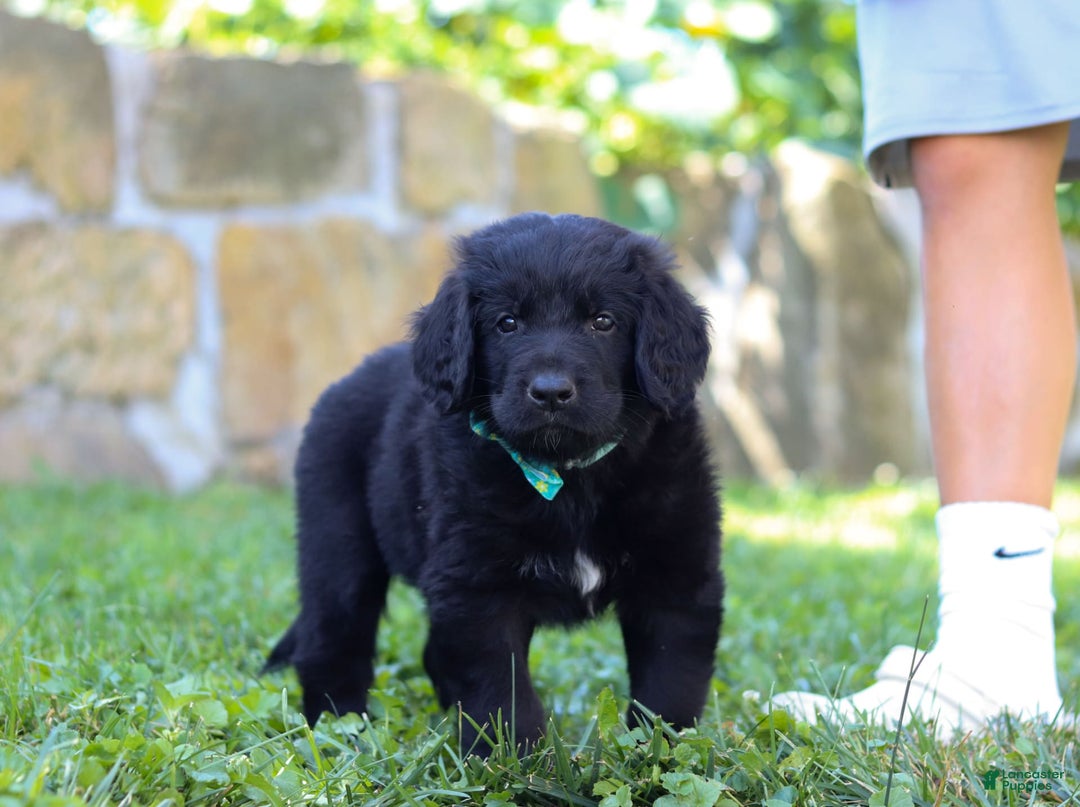 Newfoundland dogs for sale: Leo - Image 4