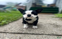 Frenchton dogs for sale: Ocean - Image 2