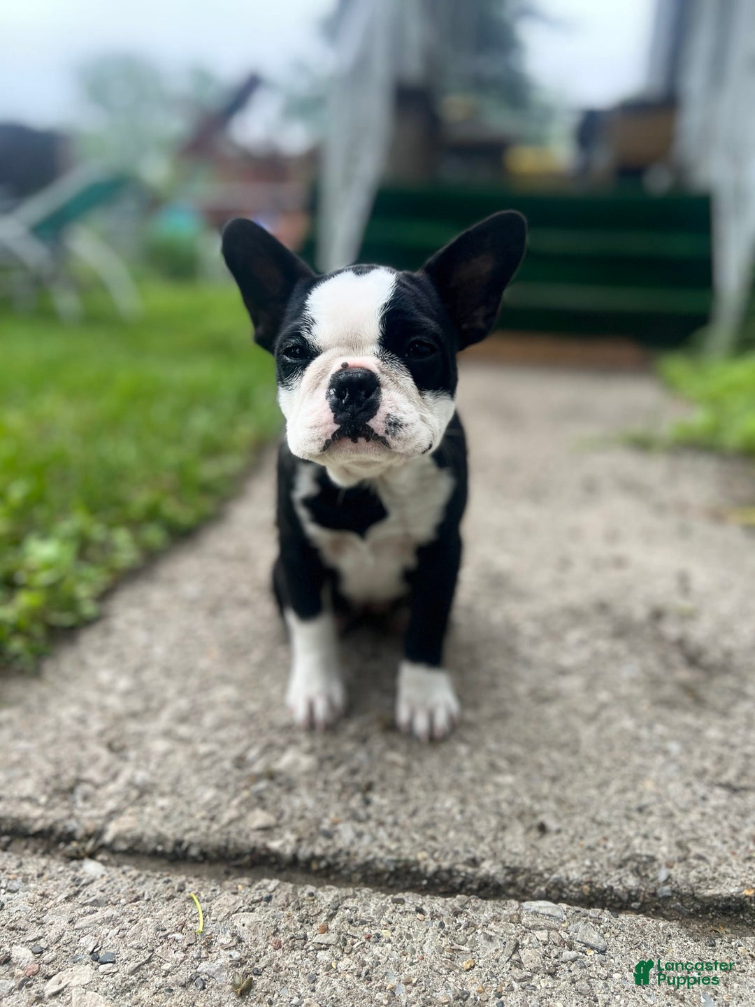 Frenchton dogs for sale: Ocean - Image 2