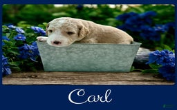 Bernedoodle dogs for sale: Carl - Image 4
