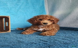 Miniature Poodle dogs for sale: Dakato - Image 5