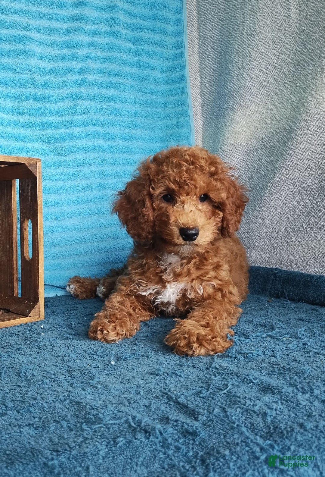 Miniature Poodle dogs for sale: Dakato - Image 5