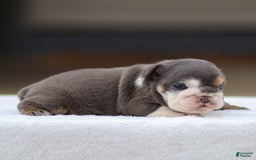 English Bulldog dogs for sale: Tanner - Image 3