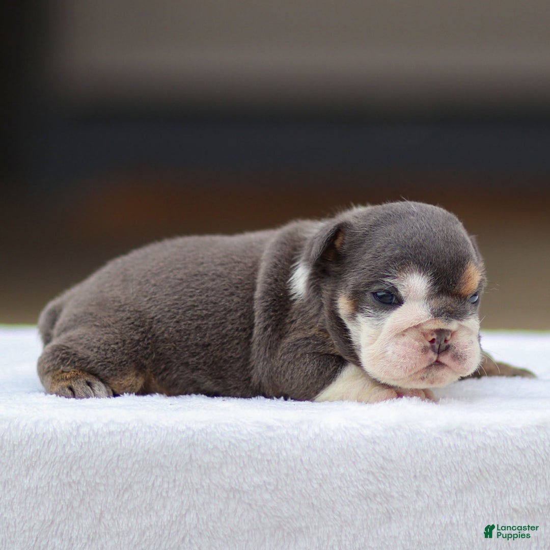 English Bulldog dogs for sale: Tanner - Image 3