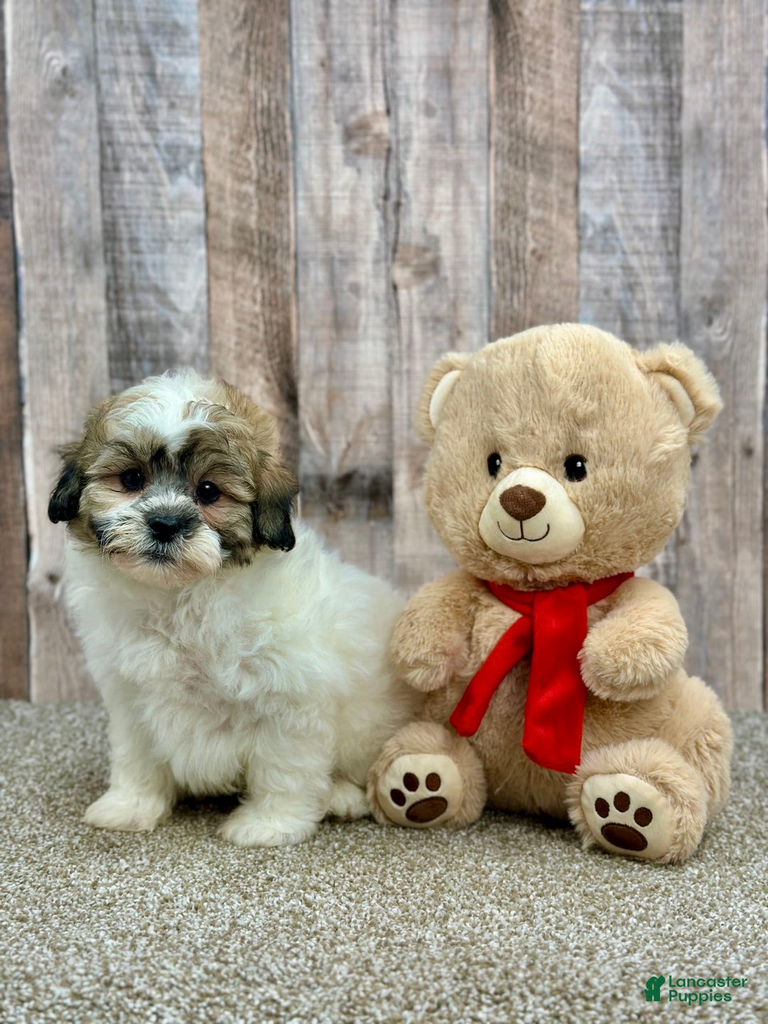 Shihpoo dogs for sale: Donut - Image 1