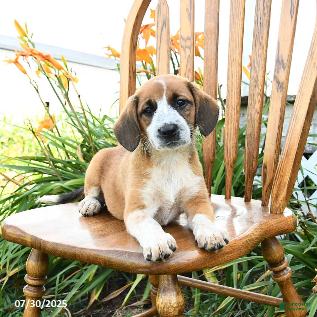 Beagle dogs for sale: Lady - Image 1