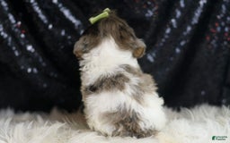 Yorkiepoo dogs for sale: Zeke - Image 3