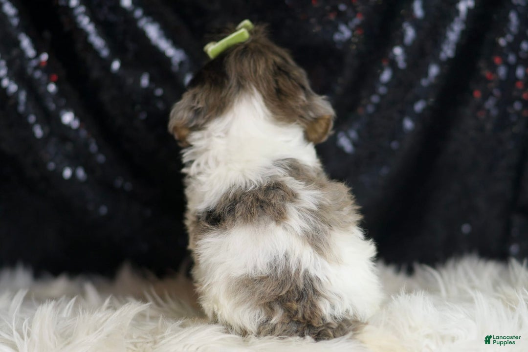 Yorkiepoo dogs for sale: Zeke - Image 3