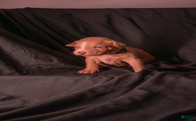 American Bully dogs for sale - Ad 3