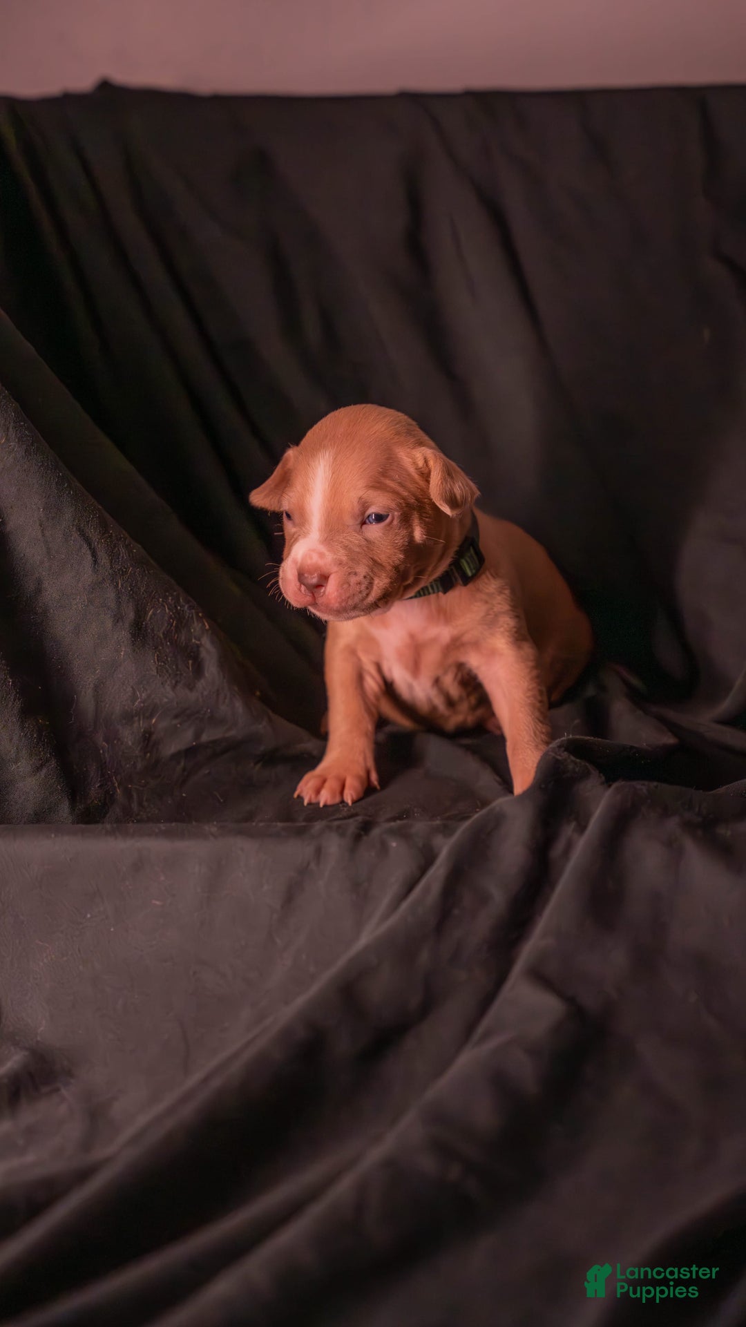 American Bully dogs for sale: Rika - Image 1