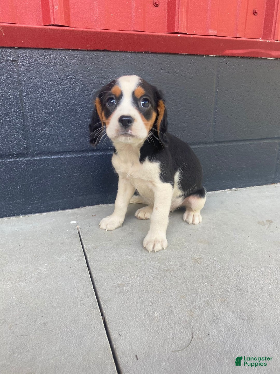 Beaglier dogs for sale: Andy - Image 2