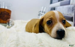 Miniature Dachshund dogs for sale: Jesse - Image 6