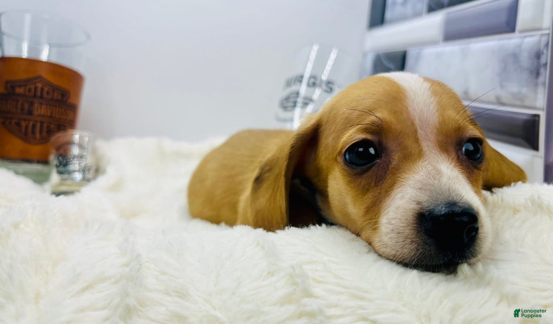 Miniature Dachshund dogs for sale: Jesse - Image 6