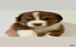 Australian Shepherd dogs for sale: Cash - Image 1