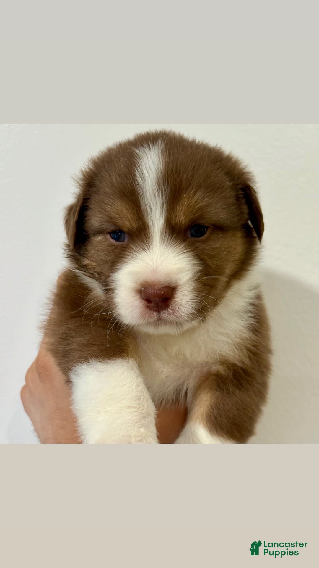 Australian Shepherd dogs for sale: Cash - Image 1
