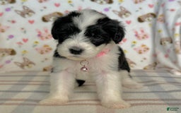 Sheepadoodle dogs for sale: Wilma - Image 11