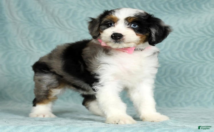 Aussiedoodle dogs - Advert 9