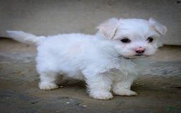 Maltese dogs for sale: Reign - Image 11