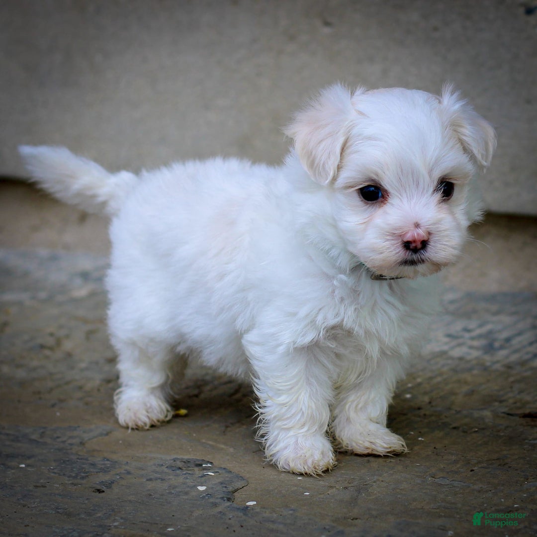 Maltese dogs for sale: Reign - Image 11