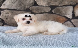 Bichpoo dogs for sale: Echo - Image 3