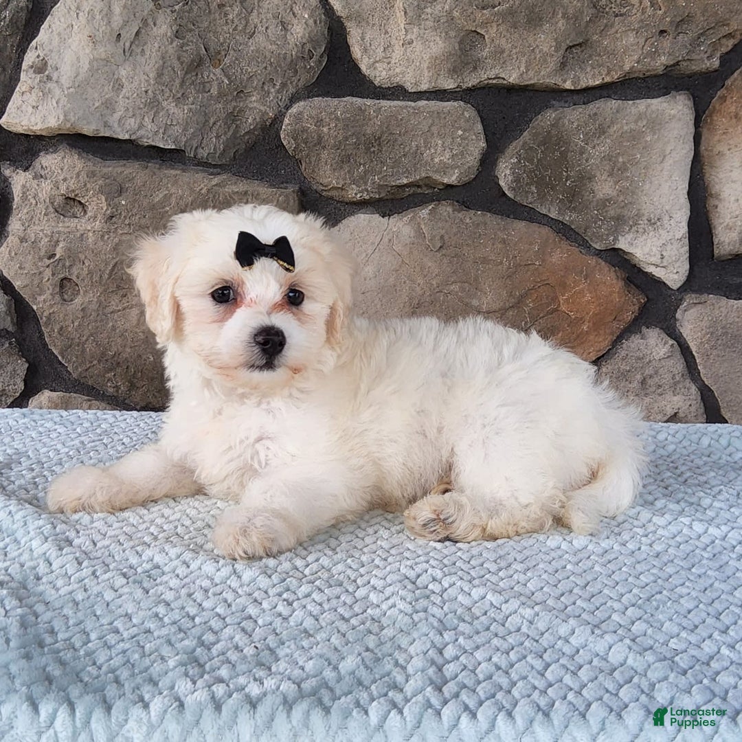 Bichpoo dogs for sale: Echo - Image 3