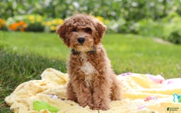 Yorkiepoo dogs for sale: Max - Image 8