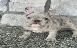 French Bulldog dogs for sale: Loki - Image 7