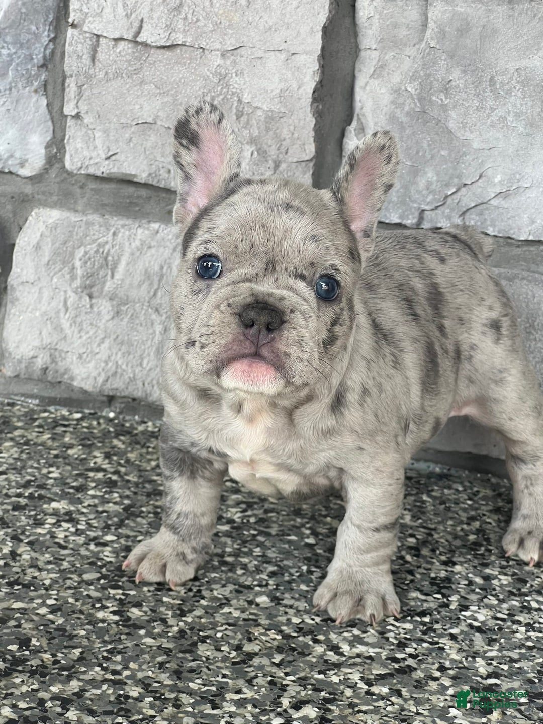 French Bulldog dogs for sale: Loki - Image 7