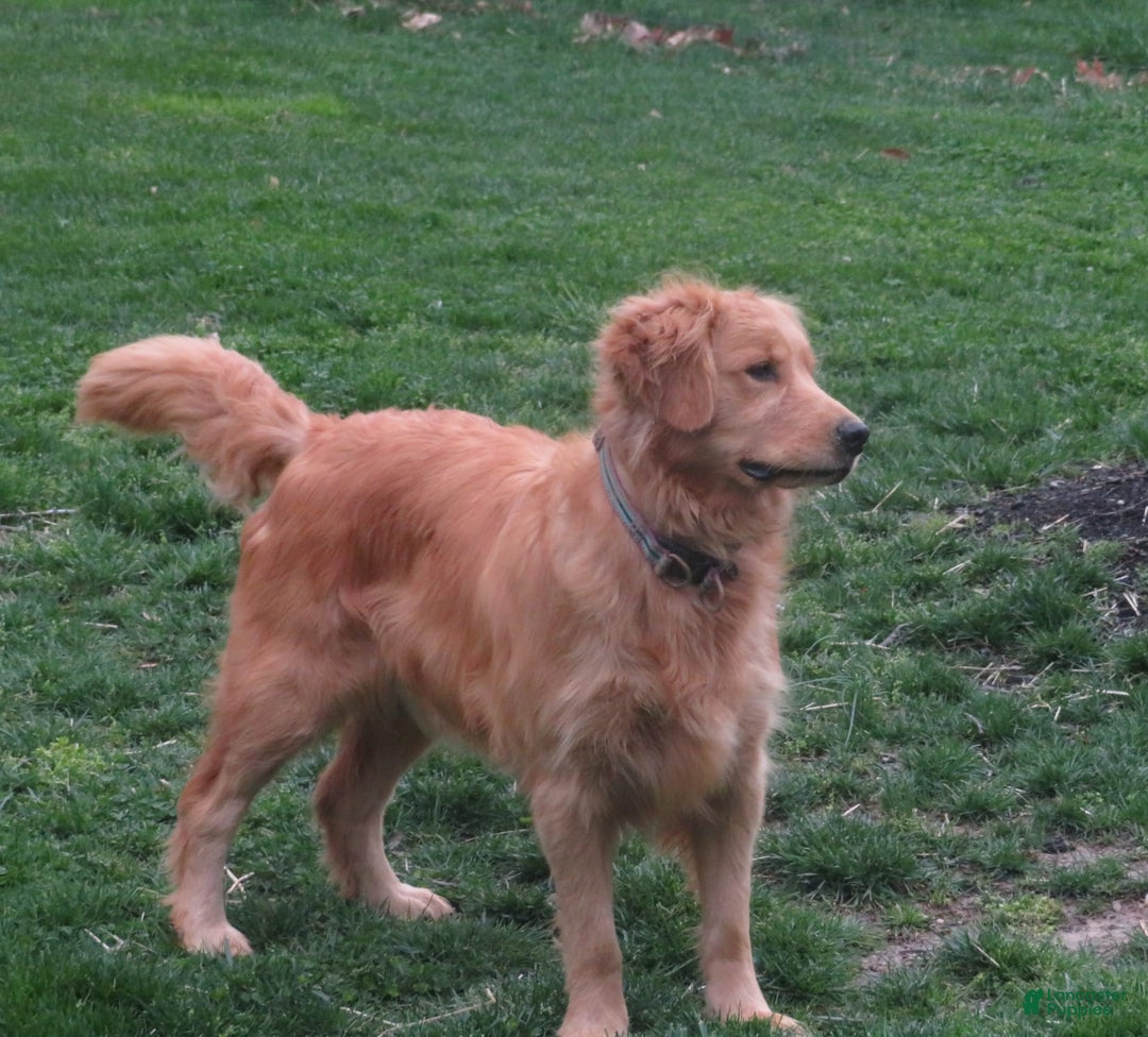 Golden Retriever dogs for sale: Erin - Image 33