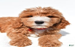 Mini Goldendoodle dogs for sale: Twinkie - Image 4