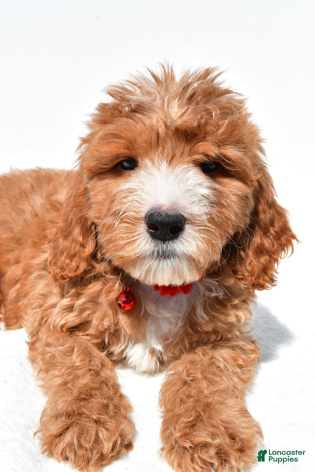 Mini Goldendoodle dogs for sale: Twinkie - Image 4