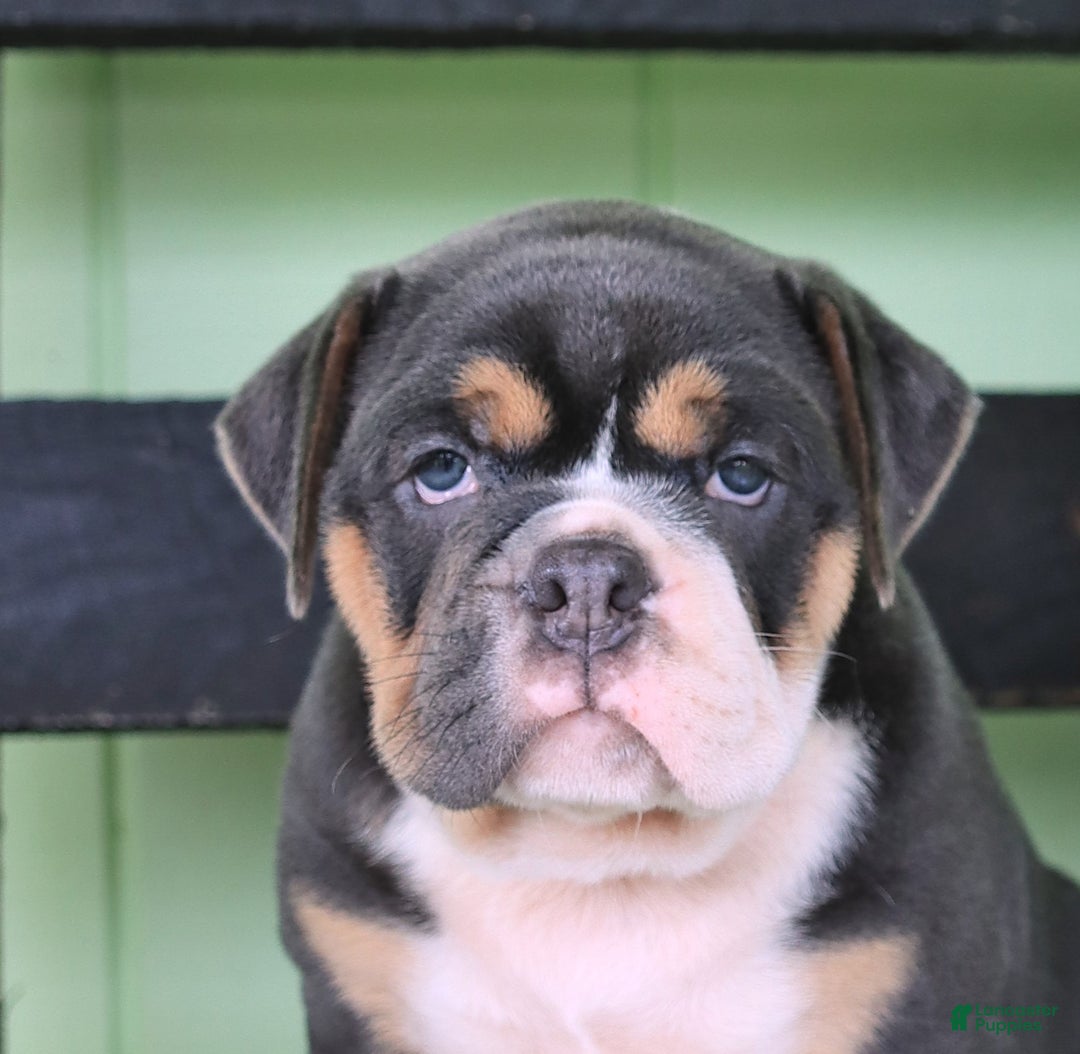 Olde English Bulldogge dogs for sale: Rosie - Image 5