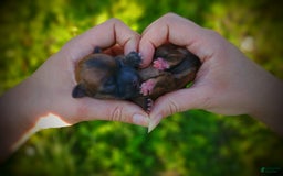 Morkie dogs for sale: Rare Gold Sable Firefly - Image 6