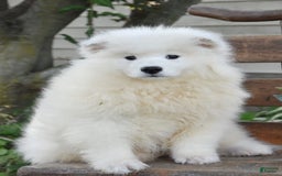 Samoyed dogs for sale: Cora - Image 1