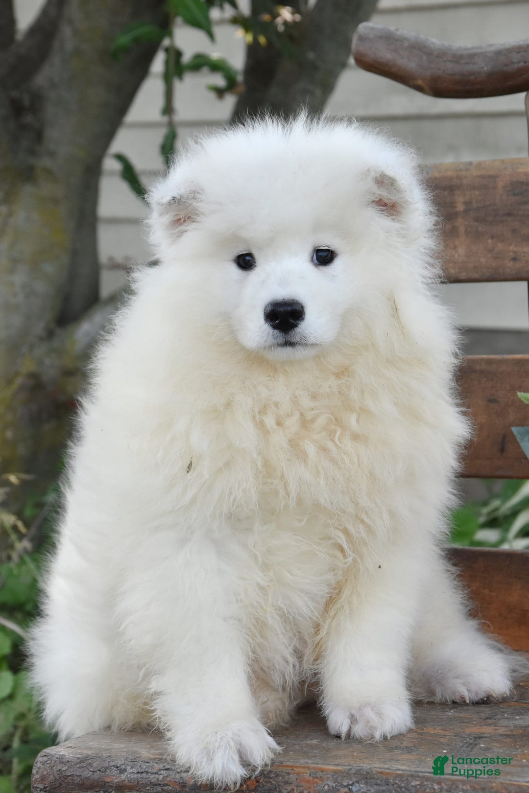 Samoyed dogs for sale: Cora - Image 1
