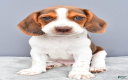 Beagle dogs for sale: Tyson - Image 2