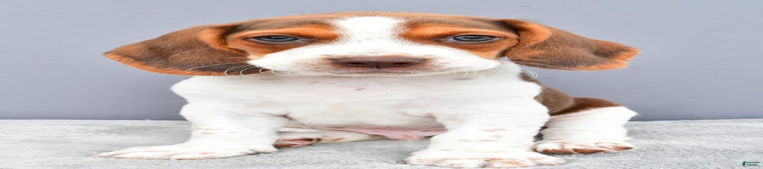 Tyson