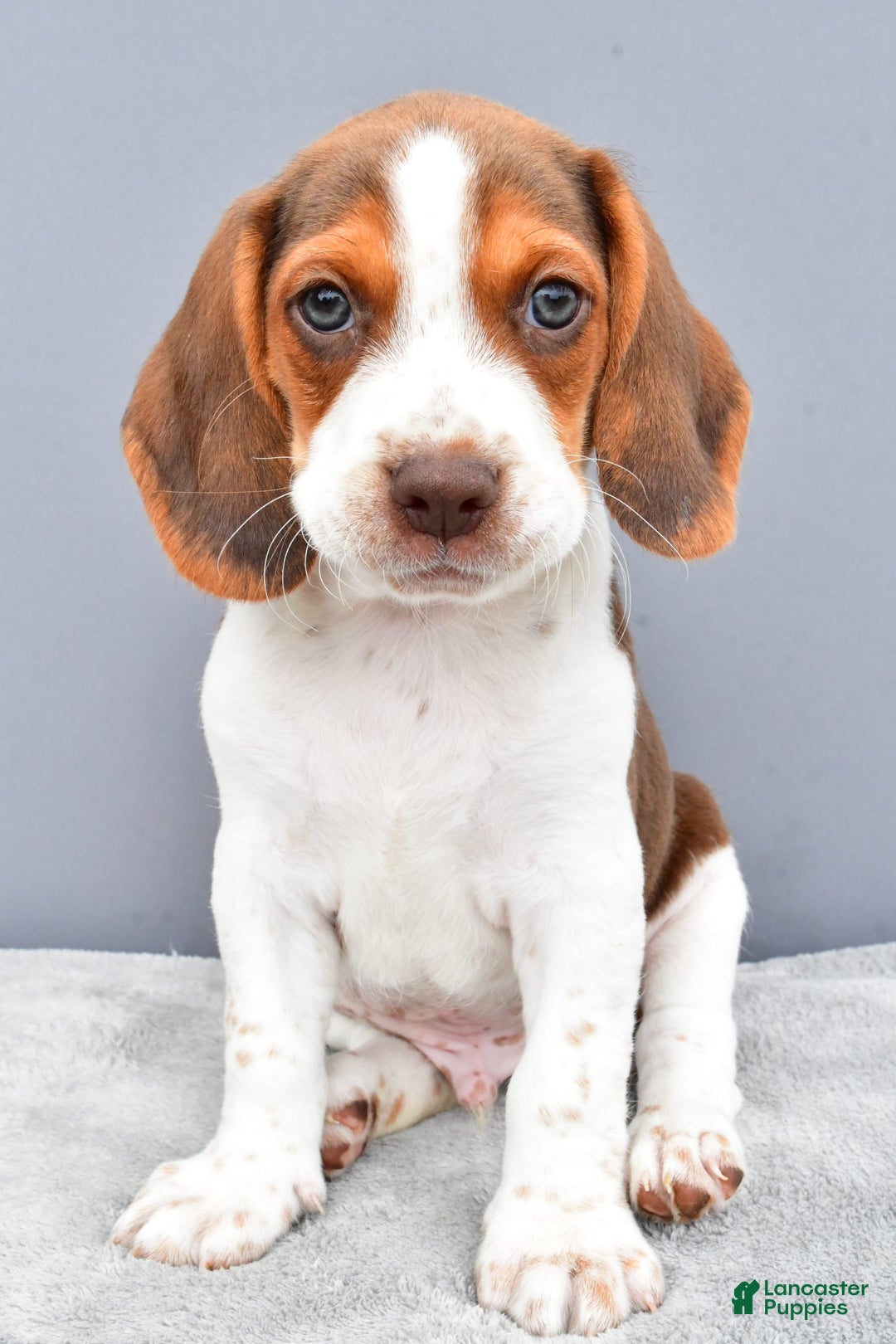 Beagle dogs for sale: Tyson - Image 2