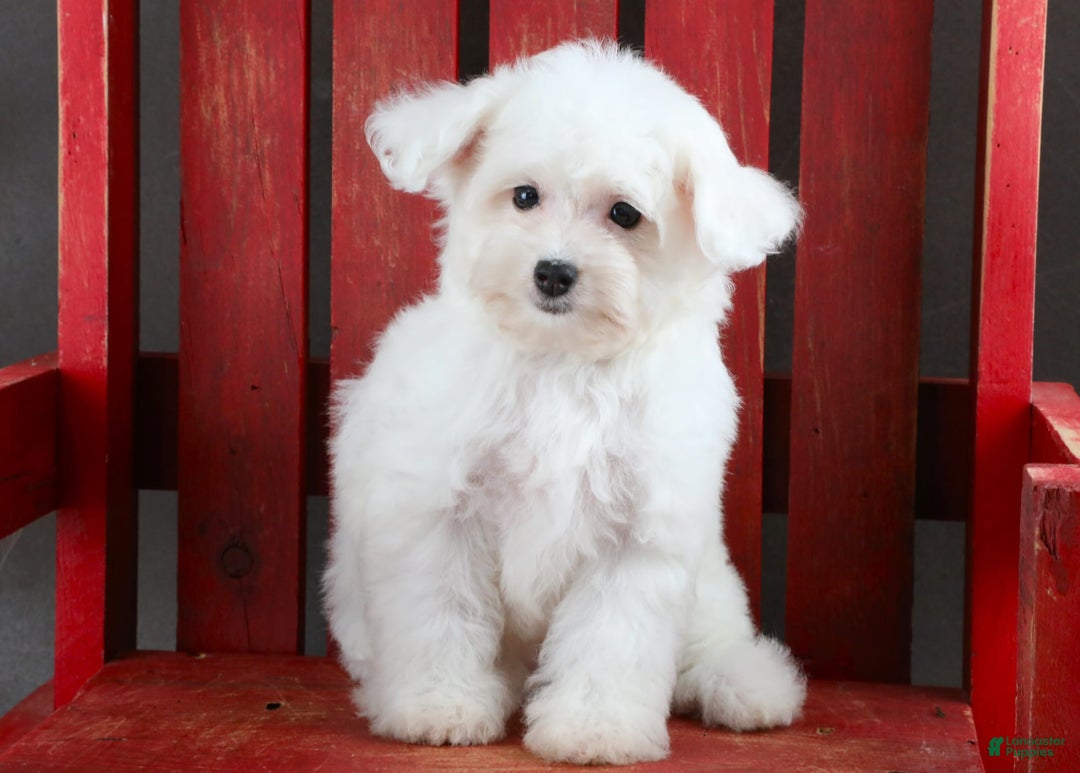 Yorkiepoo dogs for sale: Snow White - Image 1