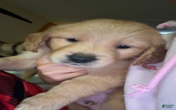 Golden Retriever dogs for sale: No Name - Image 1