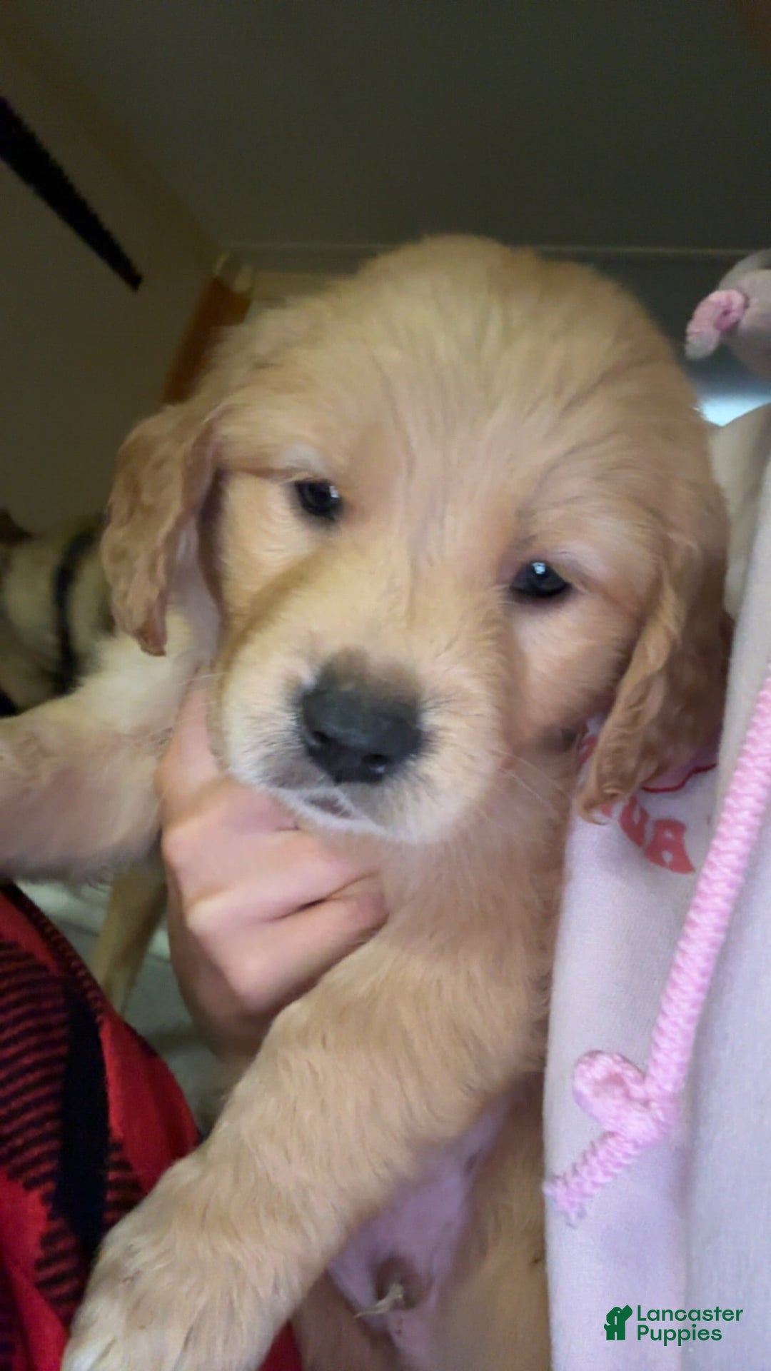 Golden Retriever dogs for sale: No Name - Image 1