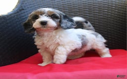 Mini Goldendoodle dogs for sale: Tyler - Image 2