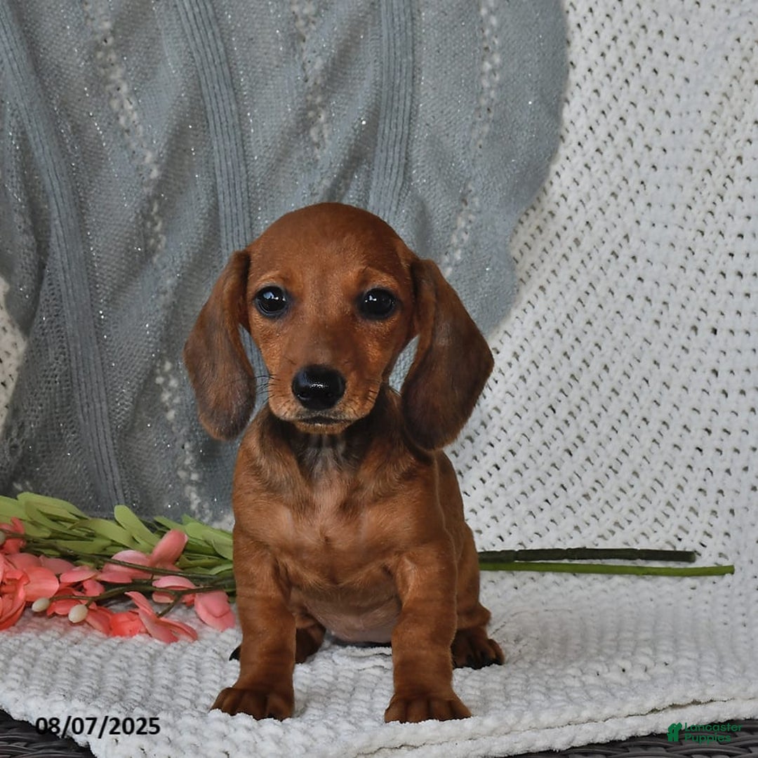 Miniature Dachshund dogs for sale: Miniature Dachshund 6 puppies - Image 14