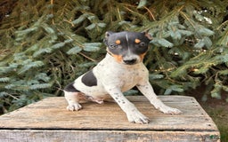 Rat Terrier dogs for sale: Stetson - Image 7