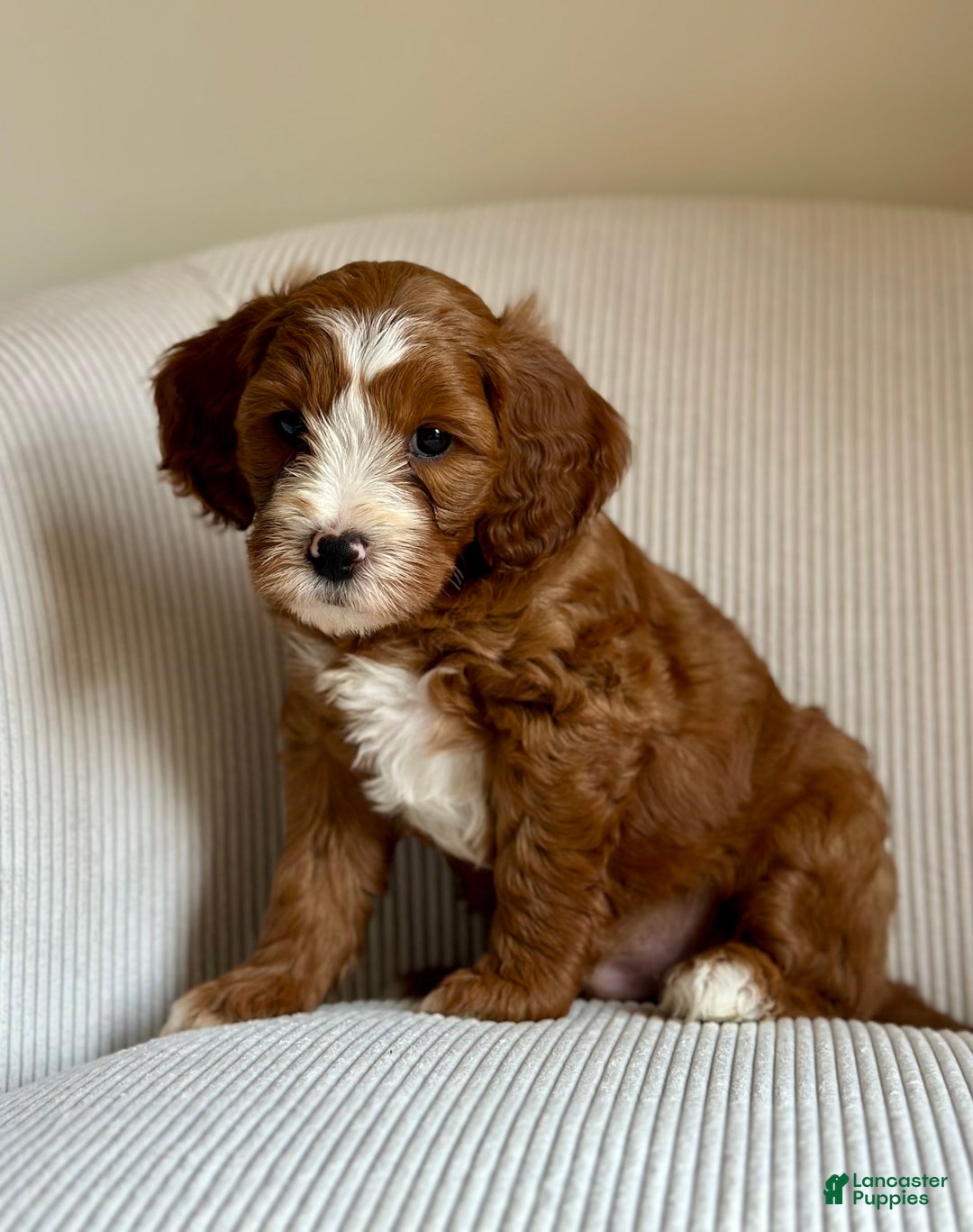 Mini Goldendoodle dogs for sale: Ranger - Image 7