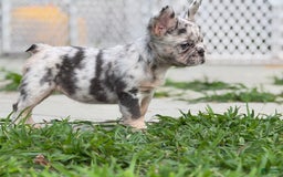 French Bulldog dogs for sale: Beth - Image 2
