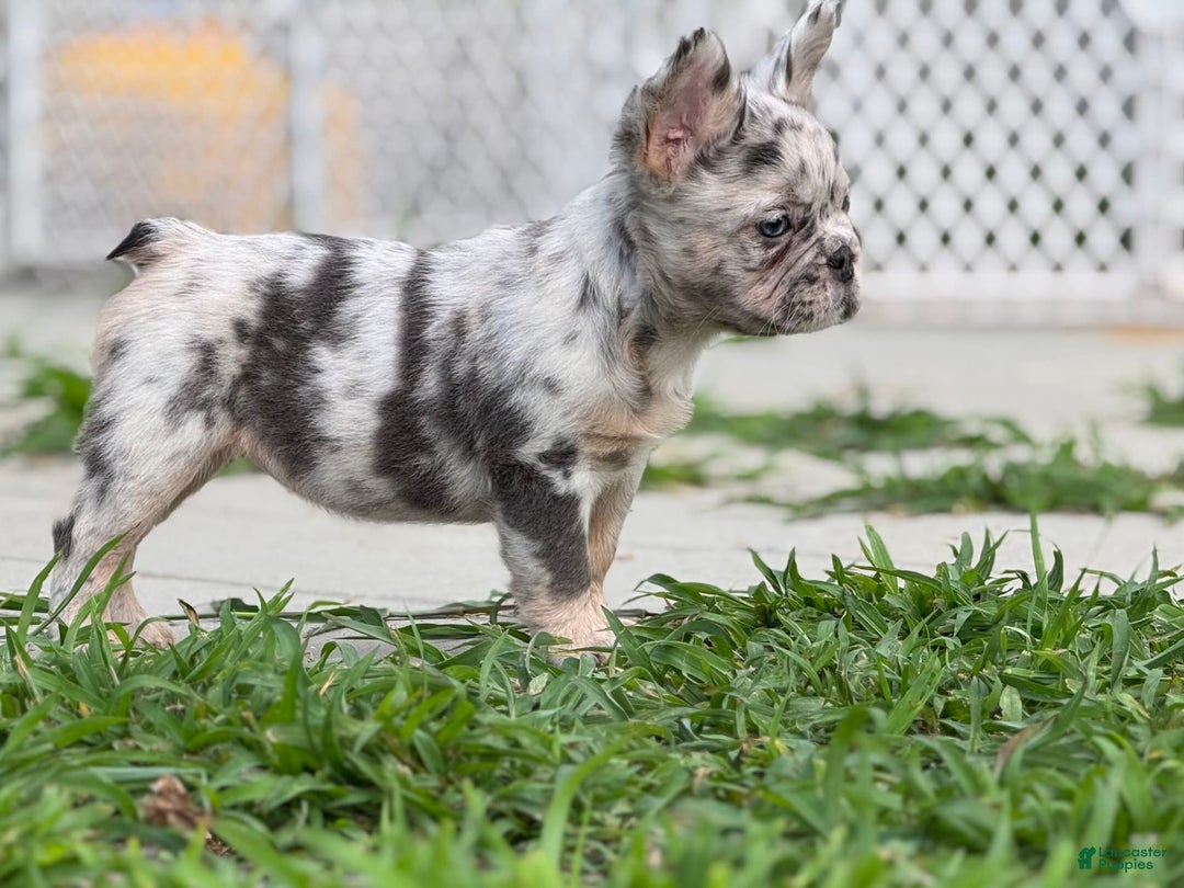 French Bulldog dogs for sale: Beth - Image 2