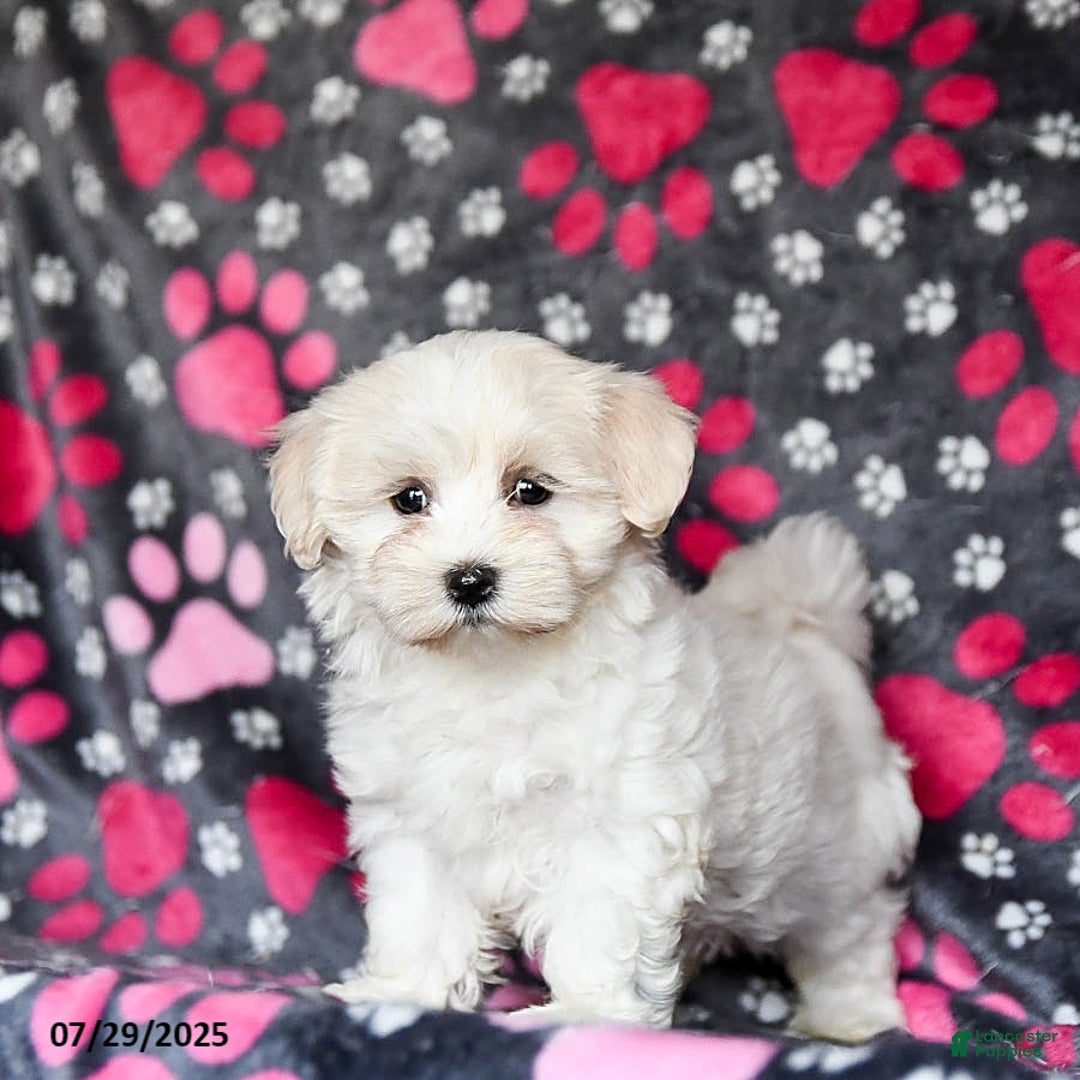 Maltese dogs for sale: Nollie - Image 5
