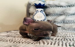 American Bully dogs for sale: Tri - Image 2